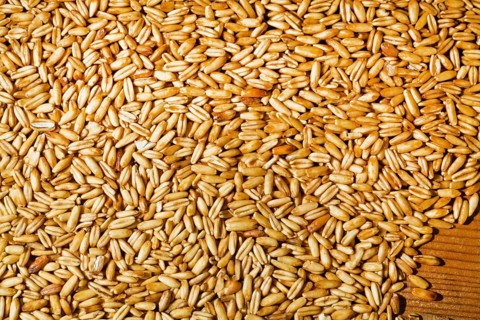 Oat grains. agriculture grain income, Austria