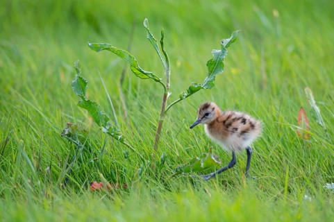 Black-tailed gown Limosa limosa) with chicks at the nest in a wet meadow, De Waal, Texel, the