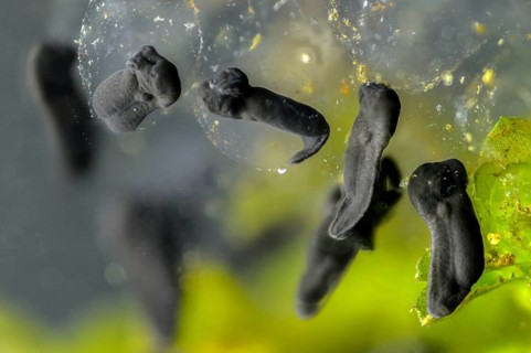 Bufo bufo, common toad, amphibians, amphibians, five days old, larva, larva, amphibians
