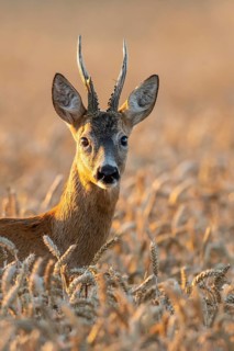A roe deer (Capreolus capreolus) in a cereal field during the rutting season, Vechta, Lower Saxony,