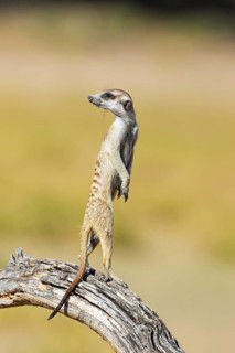 Suricate (Suricata suricatta). Also called Meerkat. Guard on the lookout. Kalahari Desert,