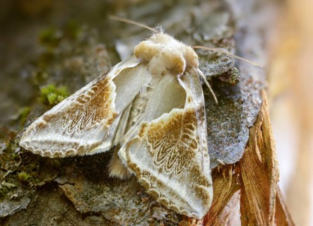 Agate owl moths, habrosyne pyritoides, buff arches, insects, moths, moths, butterflies