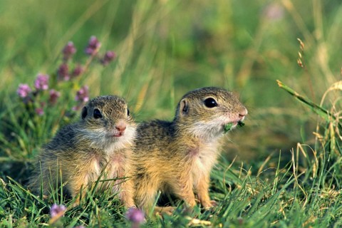 Ziesel/Citellus citellus/European Suslik, European Ground Squirrel, Pusta, Hungary, Plain Squirrel,