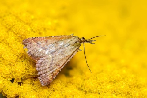 Olive-brown moth, pyrausta cespitalis, pyrausta despictata, moth, insects, moths, moths,