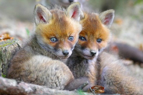 Animals, Mammals, Two foxes, Red fox, Fox, Cubs, resting, (Vulpes vulpes)