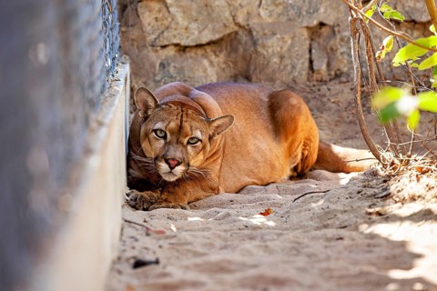 A cat lies relaxed on sandy ground next to a stone wall, a mountain lion, or Cougar, in an