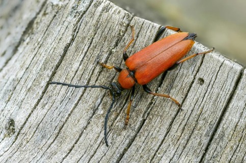 Aredolpona rubra, cerambycidae, corymbia rubra, common longhorn beetle, red-brown longhorn beetle,
