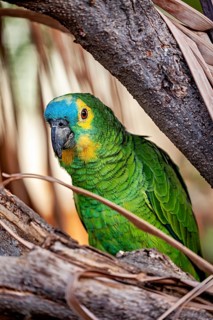 A green-and-yellow parrot with a blue head is perched amongst the branches, looking curiously, a