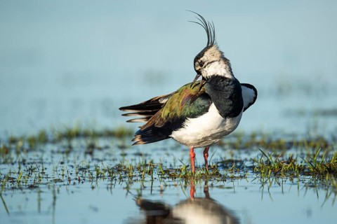 Northern Lapwing (Vanellus vanellus) in a wet meadow, Dümmer, Lembruch, Lower Saxony, Germany