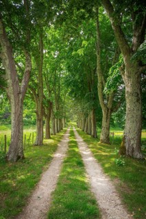Romantic trail through an avenue in the Mèdoc region, France