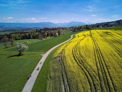 Blooming rapeseed field with the Alps and the Rigi in the background, Geltwil, Freiamt, Canton of