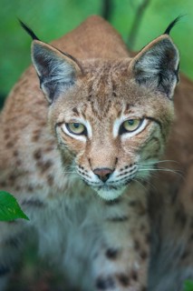 Carnivora, Eurasian lynx, felis lynx, predators, high size, portrait, mammals, raptors, mammals