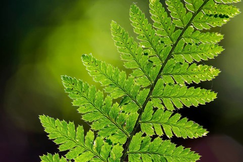 Eagle fern (Pteridium aquilinum) backlit, Vechta, Lower Saxony, Germany