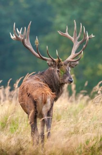 Artiodactyla, Cervus Elaphus, even-toed ungulate, cloven-hoofed, red deer, red deer, rutting, high