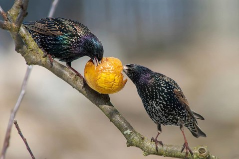 Starling, Sturnus vulgaris, Birds, Garden, Garden, Passeri, Songbirds, Birds