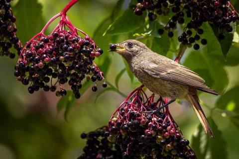 A black redstart (Phoenicurus ochruros) eats elderberries (Sambucus) in the sunlight, Neunkirchen,
