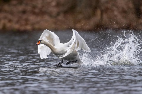 Mute Swan (Cygnus olor), Ahlhorn Fish Ponds, Ahlhorn, Lower Saxony, Germany