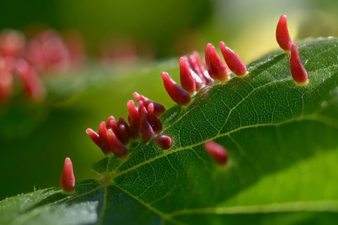 Bugle gall mite, eriophyes tiliae, lime nail gall mite, linden gall mite, linden gall mite, summer