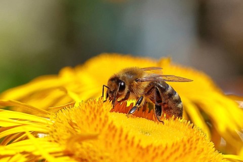 European honeybee (Apis mellifera), on a yellow flower of a Great Telekie (Telekia speciosa),