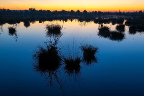 Daybreak in Goldenstedter Moor, Goldenstedt, Lower Saxony, Germany