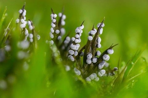 Didymium melanospermum, grey pellet slime mold, hemispherical crust mushroom, slime molds, slime