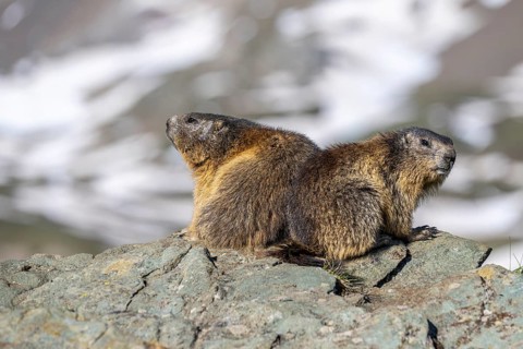 Alpine marmot (Marmota marmota), Heiligenblut, Carinthia, Austria