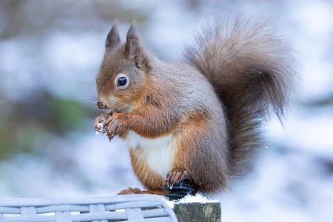 Red squirrel (Sciurus vulgaris) adult animal eating a nut in snow in winter, England, United