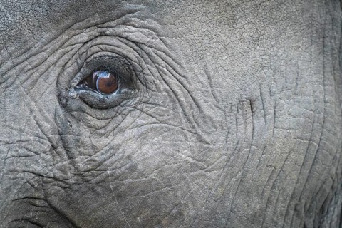 Eye detail of an African bush elephant, (Loxodonta africana), Sabi Sands Game Reserve, Mpumalanga,