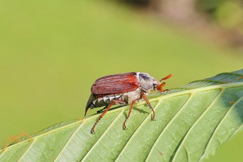 Cockchafer, forest cockchafer (Melolontha hippocastani), male, on a leaf, close-up, Wilnsdorf,