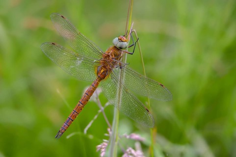 Anaciaeschna isosceles, wedge spotted dragonfly, Norfolk hawker, anisoptera, dragonflies, insects,