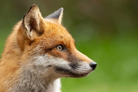 Red fox (Vulpes vulpes) adult animal head portrait, England, United Kingdom