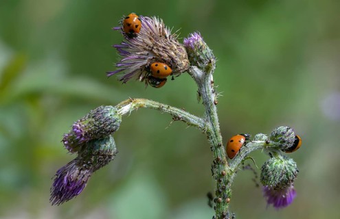 Coccinella septempunctata, seven-spotted ladybird, beetle, coleoptera, insects, beetles, seven-spot