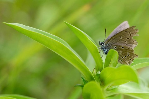 Glaucopsyche Alcon ssp. rebeli, glaucopsyche rebeli, cruciferous ant blue, maculinea rebeli,
