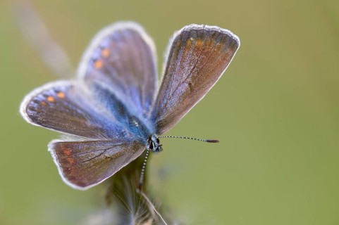 Common blue, common blue, crested blue, polyommatus icarus, blue, butterfly, insects, butterflies,