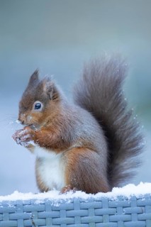 Red squirrel (Sciurus vulgaris) adult animal eating a nut in snow in winter, England, United