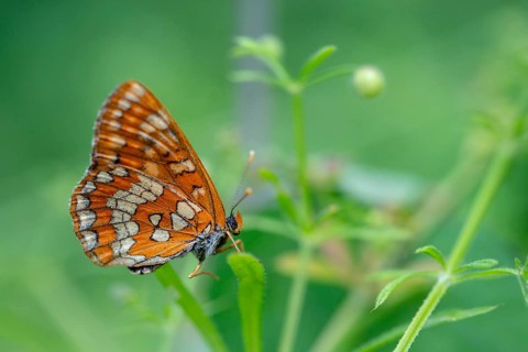 Ash moth, Euphydryas maturna, small maybird, maybird, butterfly, insects, scarce fritillary,