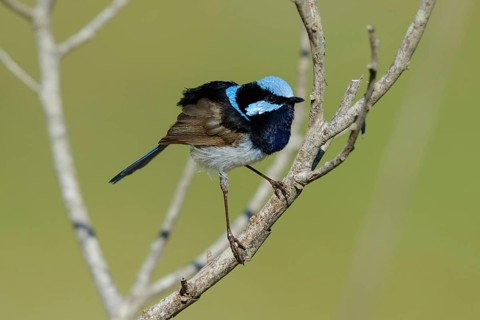 Animals, birds, blue-winged magpie, male perched on a dry twig (Malurus cyaneus), Diamond Head, New