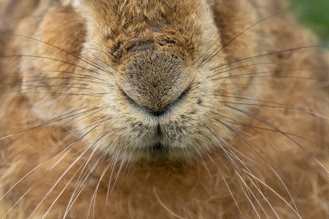 European brown hare (Lepus europaeus) adult animal close up of its nose and whiskers, England,