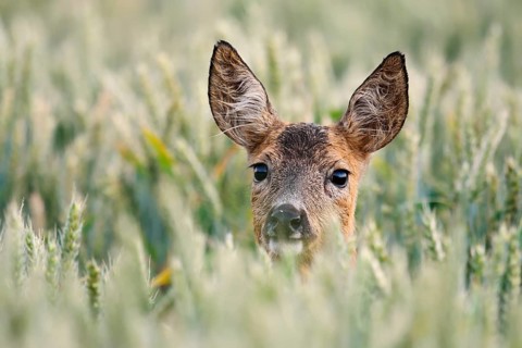 European roe deer (Capreolus capreolus), a doe in a wheat field, portrait, North Rhine-Westphalia,