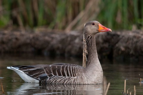 Anser Anser, Greylag or Graylag Goose, Grelag Goose, Anatidae, Birds, Duckbirds, Goose, Geese,