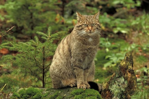 Animals, mammals, cat, wildcat (Felis silvestris), sitting in the forest, Germany