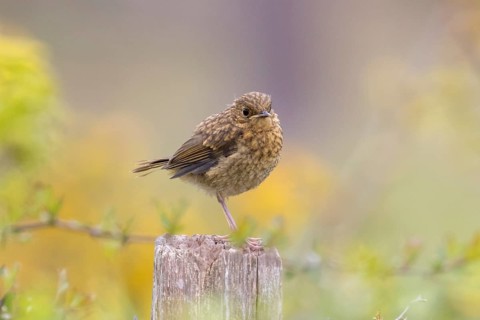 Robin (Erithacus rubecula) fledgling standing on a fence post, Sussex, UK