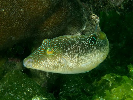 Dichotomyctere nigroviridis, labyrinth pufferfish (Canthigaster compressa), near seaweed in the