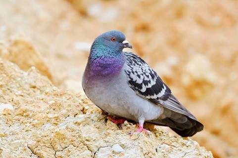 Rock pigeon (Columba livia), Algarve, Portugal