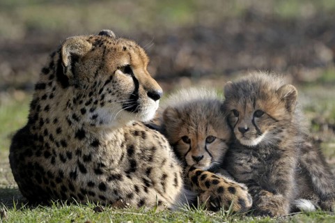 Cheetah, Acinonyx JubatusCheetah, Acinonyx Jubatus, Cub with Mother