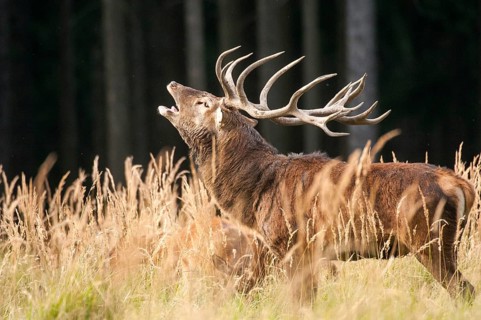 Artiodactyla, Cervus Elaphus, even-toed ungulate, cloven-hoofed, red deer, red deer, rutting, deer,