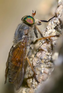 Brake spec., hybomitra spec., diptera, high size, portrait format, insects, two-winged birds