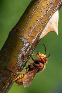 European hornet, hymenoptera, vespa crabro, wrinkle wasps, high size, portrait format, hornet,