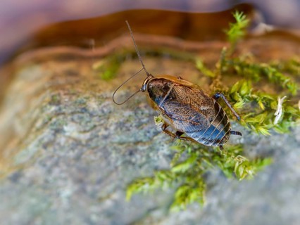 Dark woodcockroach, common woodcockroach, ectobius sylvestris, common woodcockroach, female, forest