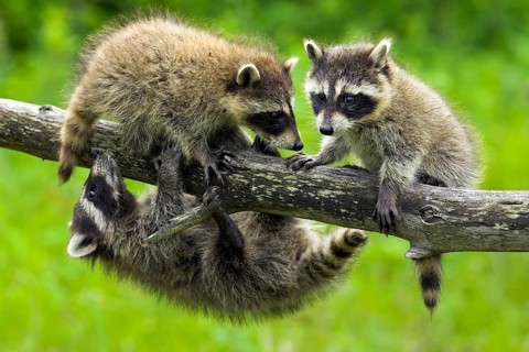 Raccoon (Procyon lotor), Minnesota, USA: Three live raccoons are playfully climbing and balancing